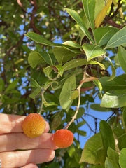 Arbutus × andrachnoides