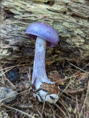 Cortinarius iodeoides