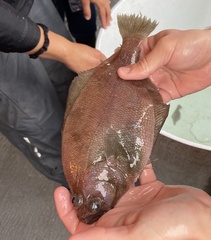 Citharichthys sordidus