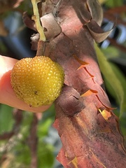 Arbutus × andrachnoides