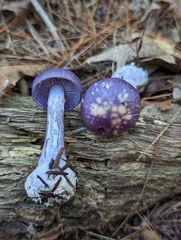Cortinarius iodeoides