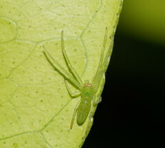 Cetratus rubropunctatus