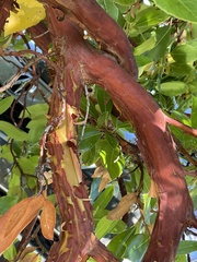 Arbutus × andrachnoides