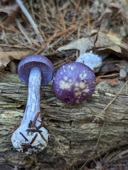 Cortinarius iodeoides