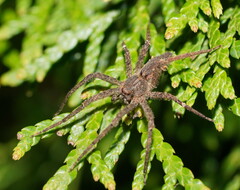 Ornodolomedes