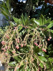 Arbutus × andrachnoides
