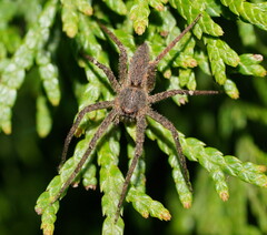 Ornodolomedes