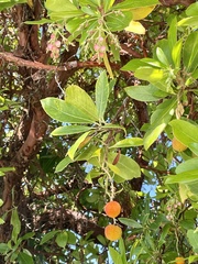 Arbutus × andrachnoides