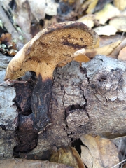 Cerioporus leptocephalus