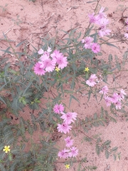 Palafoxia sphacelata