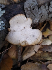 Cerioporus leptocephalus