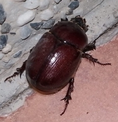 Phyllognathus excavatus
