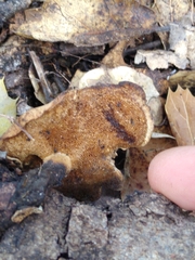 Cerioporus leptocephalus