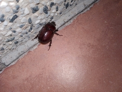 Phyllognathus excavatus