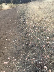 Eriogonum nudum