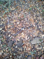 Cerioporus leptocephalus