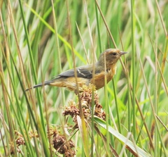 Conirostrum rufum