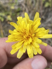 Agoseris glauca