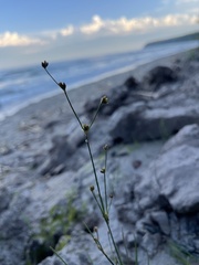 Juncus alpinoarticulatus
