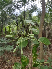 Pisonia aculeata