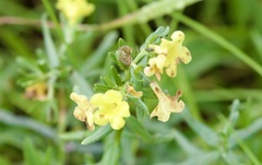 Lithospermum cobrense