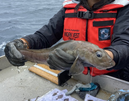 Bigfin eelpout (Lycodes cortezianus) — Zoarcidae