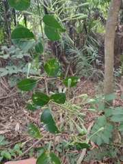 Pisonia aculeata