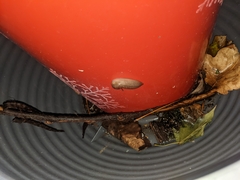 Deroceras reticulatum