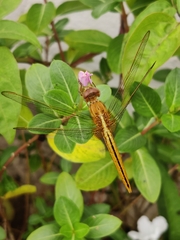 Crocothemis servilia