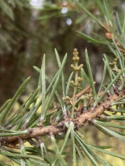 Arceuthobium americanum