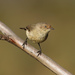 Buff-rumped Thornbill - Photo (c) Tom Hunt, some rights reserved (CC BY-NC), uploaded by Tom Hunt