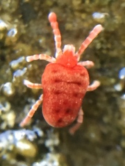 Microtrombidiidae