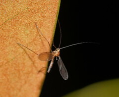 Macrocera