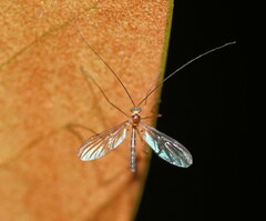 Macrocera