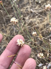 Eriogonum nudum
