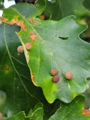 Acraspis quercushirta