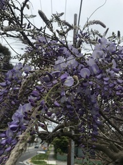 Wisteria