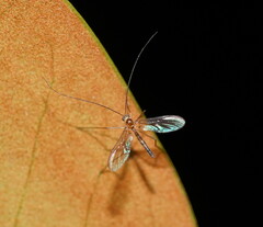 Macrocera