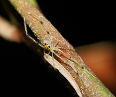 Thwaitesia nigronodosa