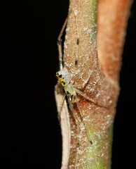 Thwaitesia nigronodosa