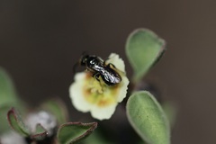 Ceratina acantha