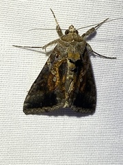 Chrysodeixis