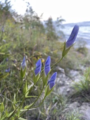 Gentianopsis virgata