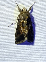 Chrysodeixis