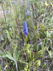 Gentianopsis virgata