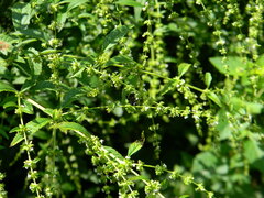 Melissodes leprieuri