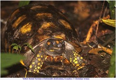 Chelonoidis denticulatus