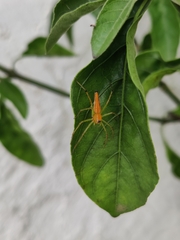 Oxyopes shweta
