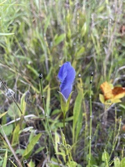 Gentianopsis virgata