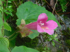 Lophospermum erubescens